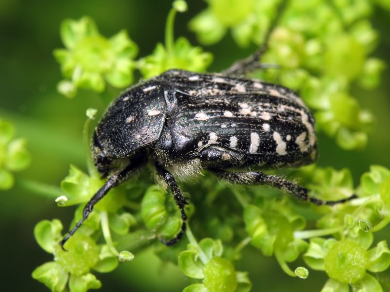 Oxythyrea funesta (Poda, 1761)